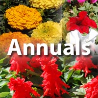 Annuals